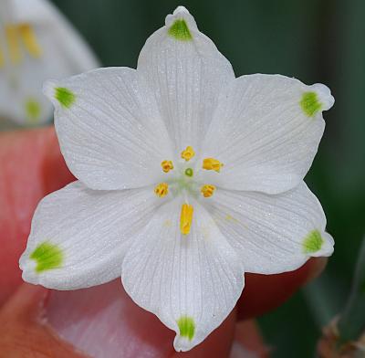 Leucojum_aestivum_perianth.jpg
