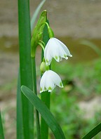 Leucojum aestivum thumbnail