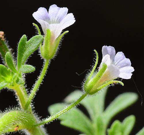 Leucospora_multifida_calyx.jpg