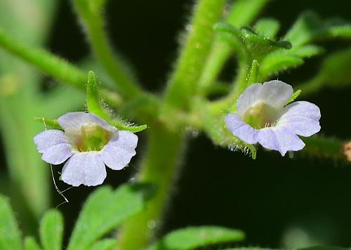 Leucospora_multifida_corollas.jpg