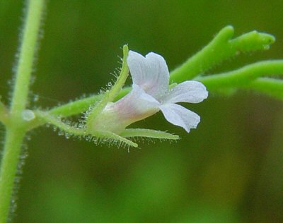 Leucospora_multifida_flower.jpg