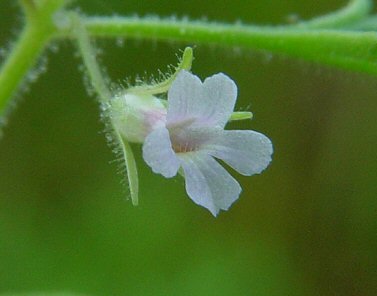 Leucospora_multifida_flower2.jpg