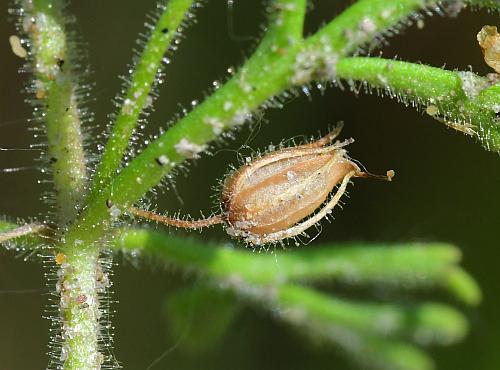 Leucospora_multifida_fruit.jpg