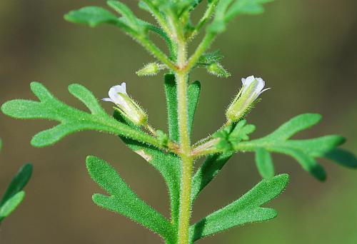 Leucospora_multifida_inflorescence.jpg