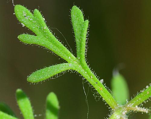 Leucospora_multifida_leaf1.jpg
