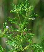 Leucospora multifida thumbnail