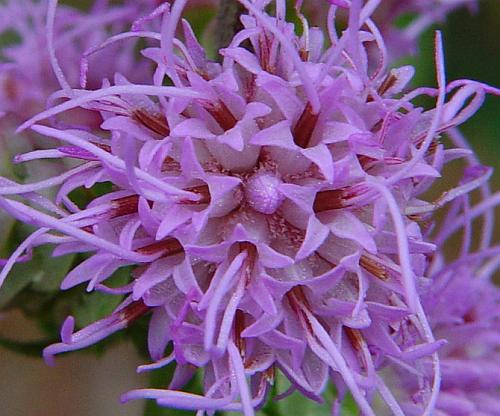 Liatris_aspera_flowers.jpg