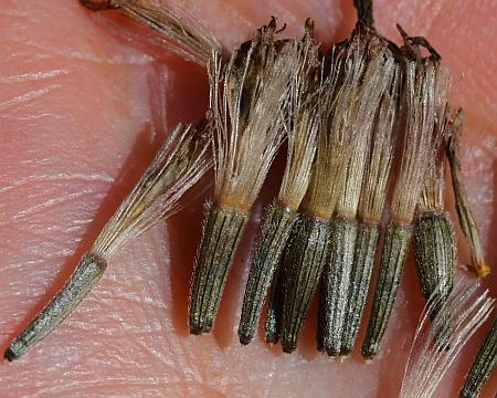 Liatris_aspera_fruits.jpg