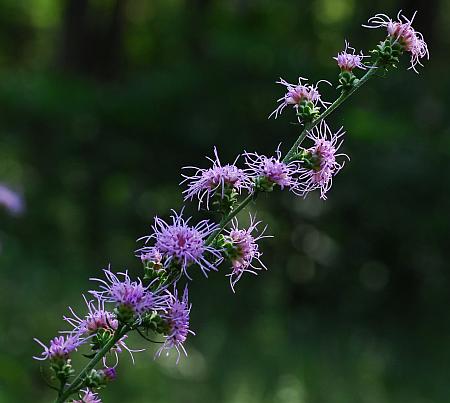 Liatris_aspera_inflorescence.jpg