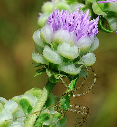 Liatris_aspera_involucre.jpg