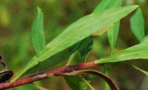 Liatris_aspera_leaf1.jpg