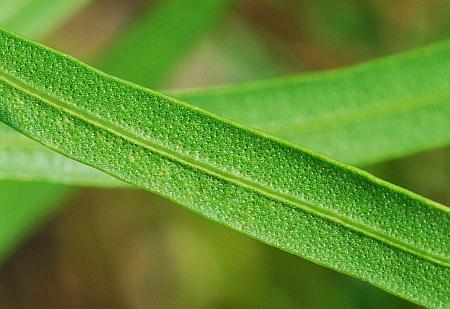 Liatris_aspera_leaf2a.jpg