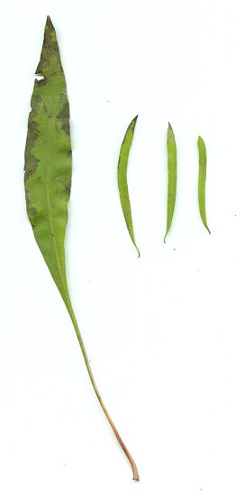 Liatris_aspera_leaves.jpg