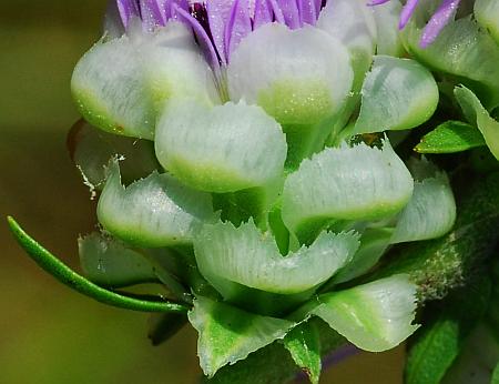 Liatris_aspera_phyllaries.jpg