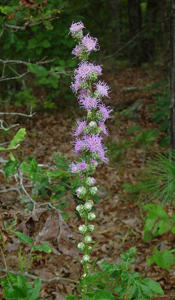 Liatris_aspera_plant.jpg