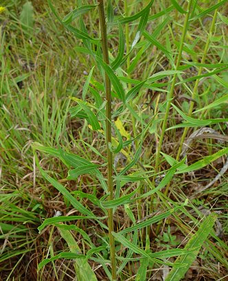 Liatris_aspera_plant_base.jpg