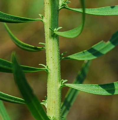 Liatris_aspera_stem.jpg