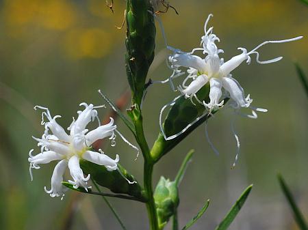 Liatris_cylindracea_albino.jpg