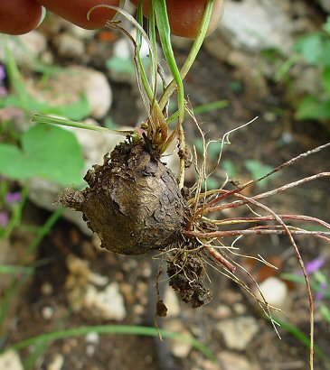 Liatris_cylindracea_corm.jpg