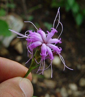 Liatris_cylindracea_flowers.jpg