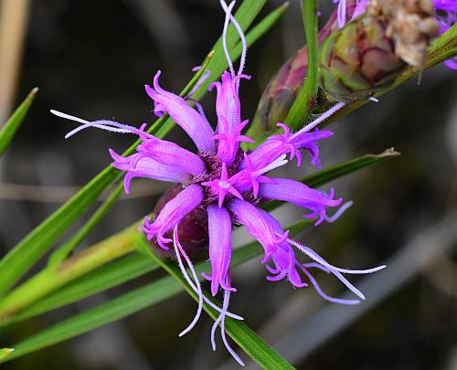 Liatris_cylindracea_flowers2.jpg