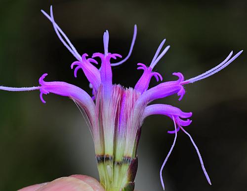 Liatris_cylindracea_flowers3.jpg