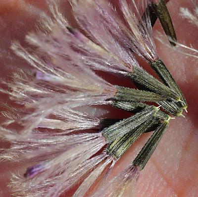 Liatris_cylindracea_fruits.jpg