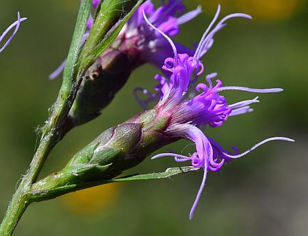 Liatris_cylindracea_head.jpg