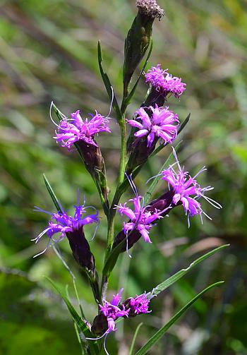 Liatris_cylindracea_inflorescence.jpg