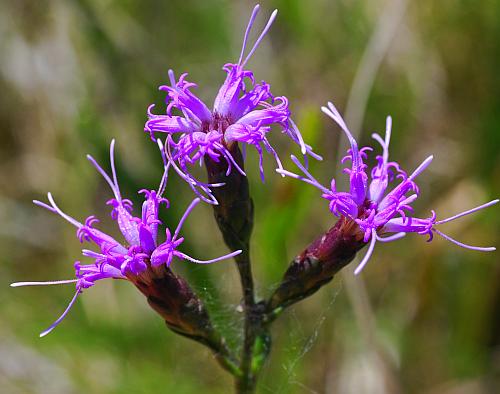 Liatris_cylindracea_inflorescence2.jpg