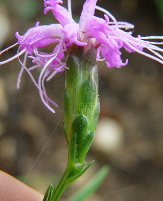 Liatris_cylindracea_involucre.jpg