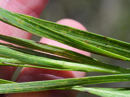 Liatris_cylindracea_leaves.jpg