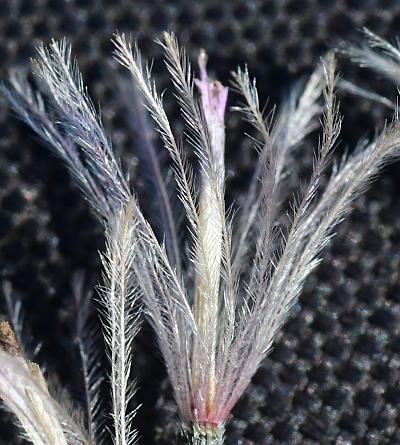 Liatris_cylindracea_pappus.jpg