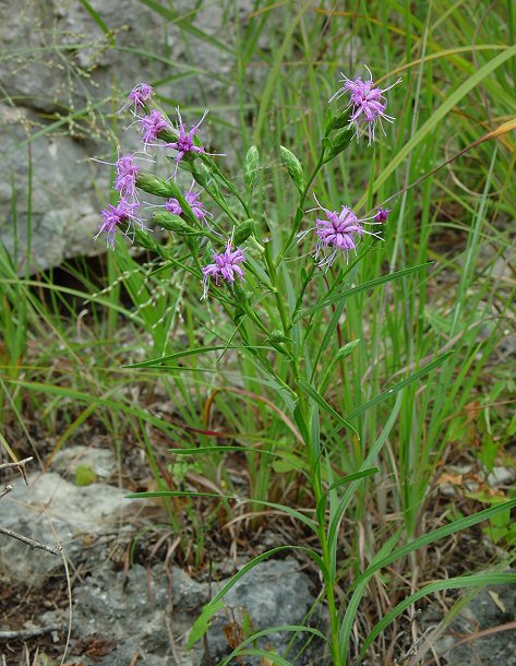 Liatris_cylindracea_plant.jpg