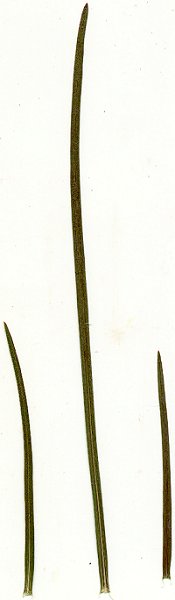 Liatris_cylindracea_pressed_leaves.jpg