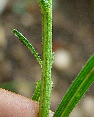 Liatris_cylindracea_stem.jpg