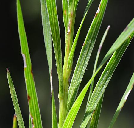 Liatris_cylindracea_stem2.jpg