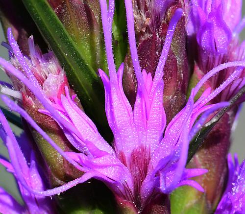 Liatris_mucronata_florets1.jpg