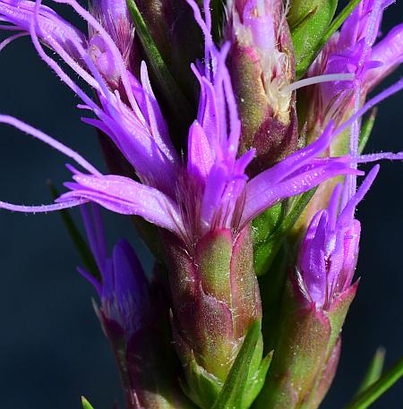 Liatris_mucronata_head.jpg