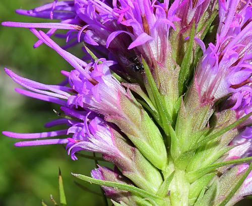 Liatris_mucronata_heads.jpg