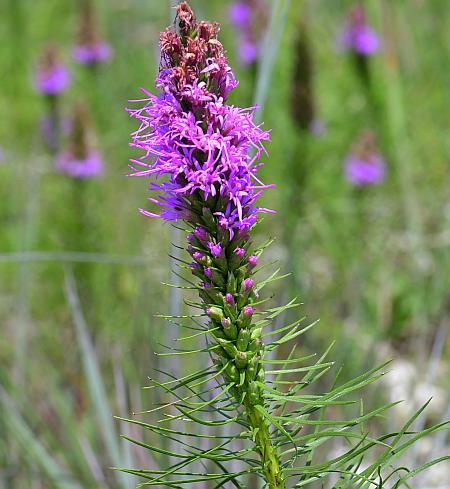 Liatris_mucronata_inflorescence1.jpg