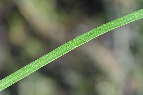 Liatris_mucronata_leaf1.jpg