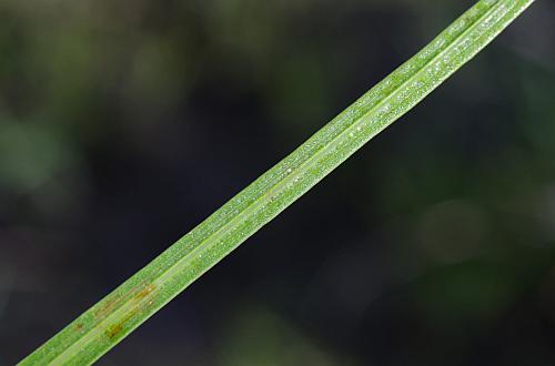 Liatris_mucronata_leaf2.jpg