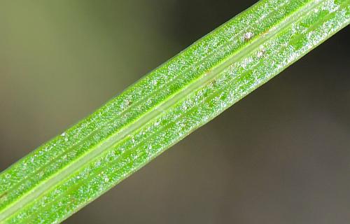 Liatris_mucronata_leaf2a.jpg