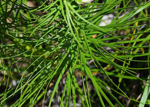 Liatris_mucronata_leaves.jpg