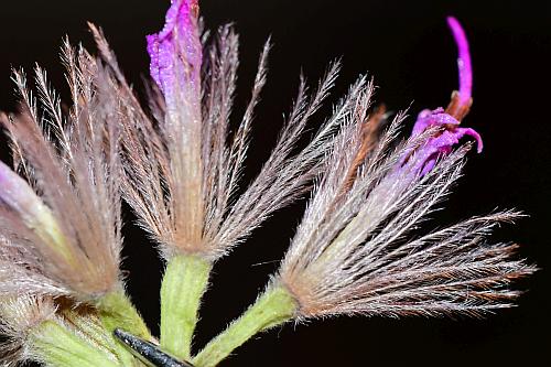 Liatris_mucronata_pappus.jpg