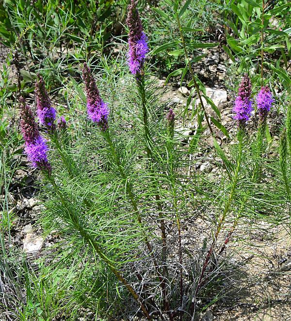 Liatris_mucronata_plant.jpg