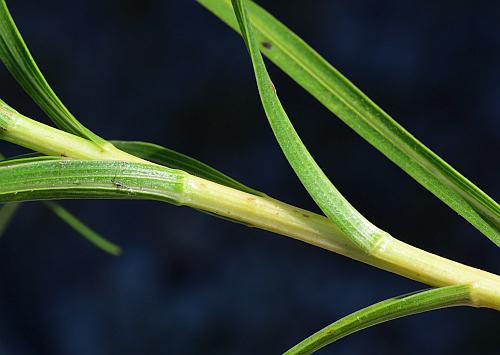 Liatris_mucronata_stem1.jpg