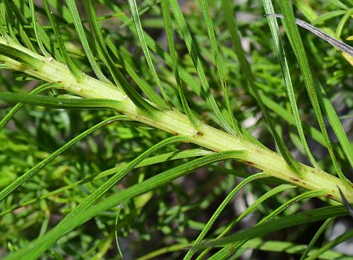 Liatris_mucronata_stem2.jpg