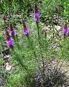 Liatris mucronata thumbnail